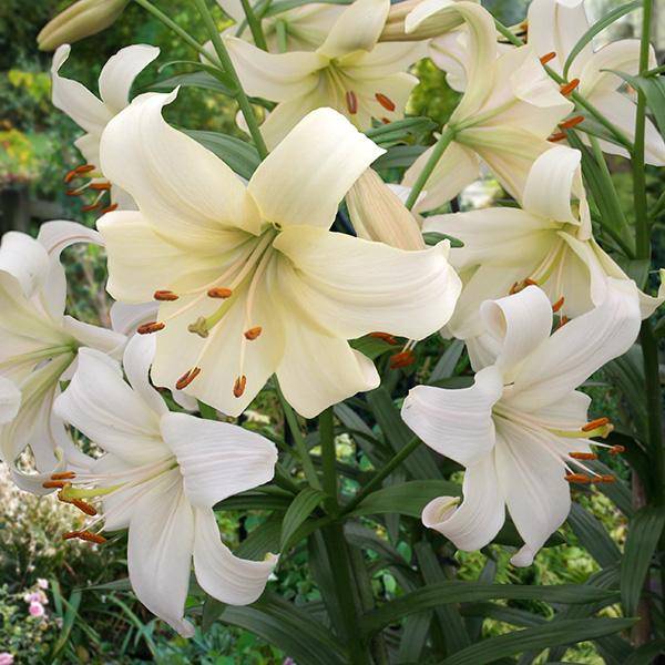 Bilde av Lilje Pearl White - 3 liljeløk