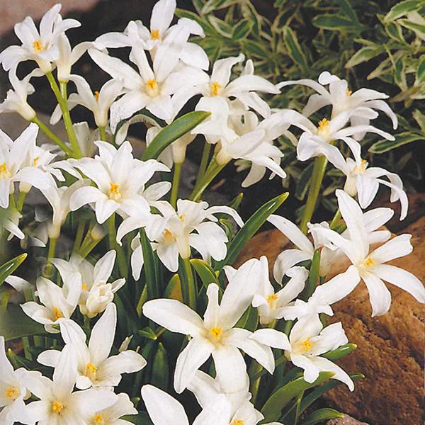 Hovedbilde Chionodoxa luciliae  Alba. Snøstjerne. 25 løk i ...