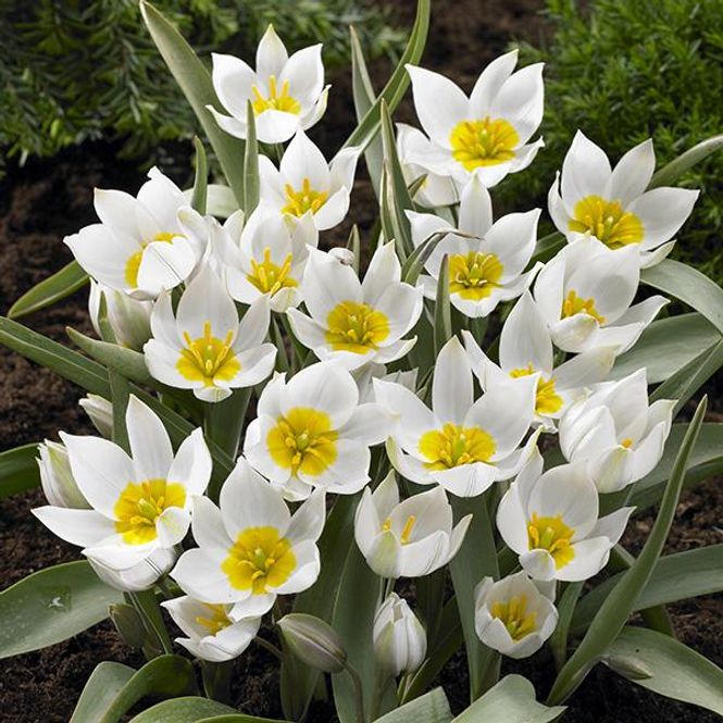 Hovedbilde Botanisk tulipan Polychroma - 8 løk