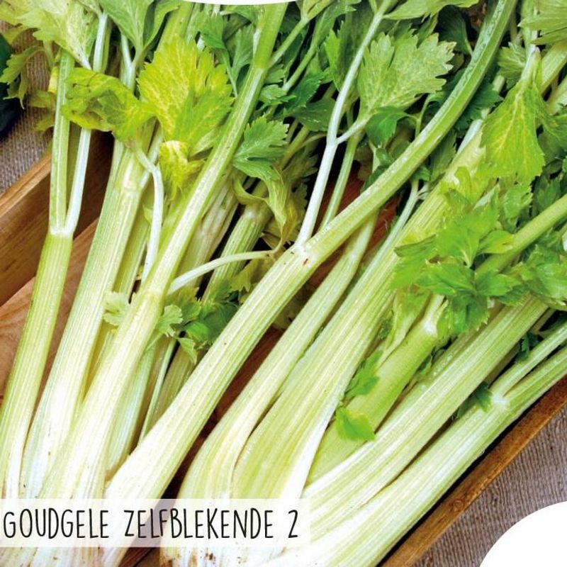 Stangselleri Golden Selfblanching 2 -Frø-