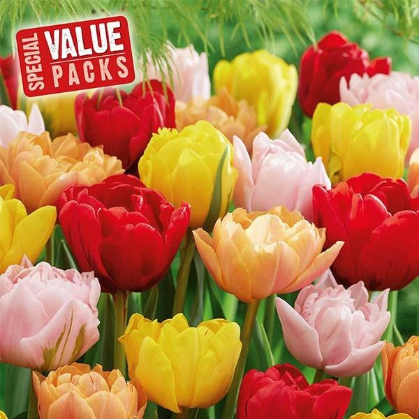Hovedbilde Tulipan mix  doble sentblomstrende - 12 løk