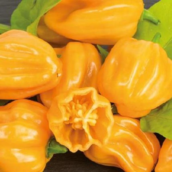 Hovedbilde Chili, Habanero -Frø-