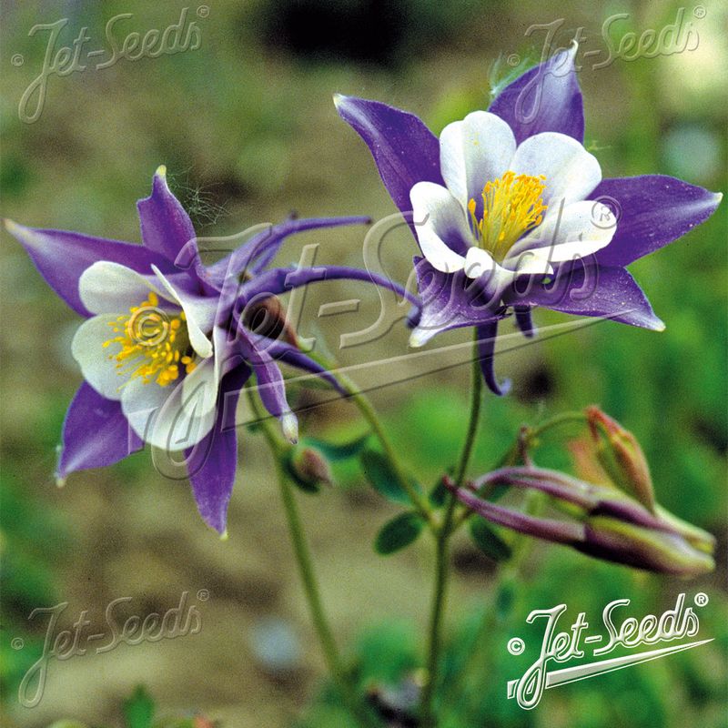 Aquilegia caerulea-hybrid Blue Star. Akeleie - Frø -
