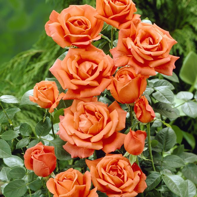 Hovedbilde Rose Joro. Buskrose