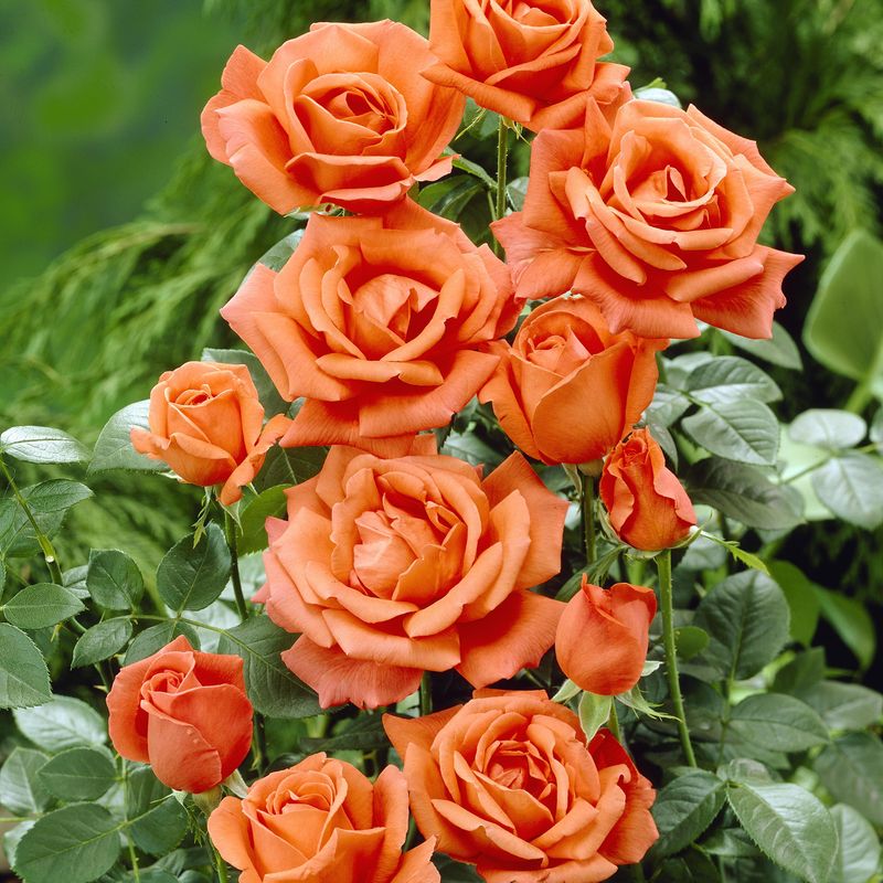 Rose Joro. Buskrose
