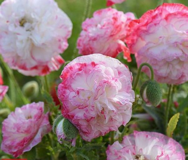 Hovedbilde Papaver rhoeas Supreme. Valmue -Frø-