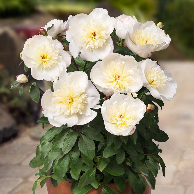 Hovedbilde Paeonia lactiflora Madrid. Silkepeon - 1 rot