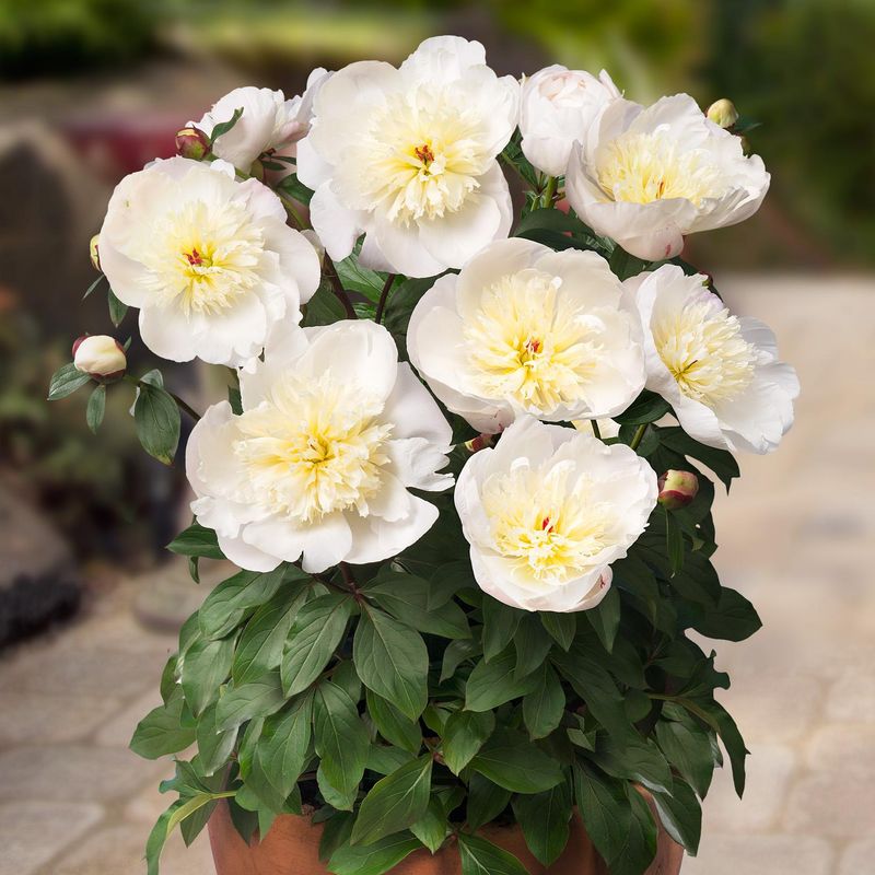 Paeonia lactiflora Madrid. Silkepeon - 1 rot