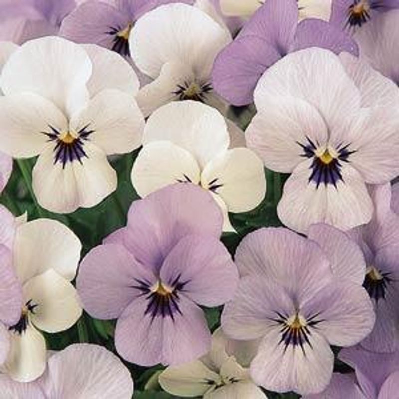 Viola cornuta Sorbet XP YTT Babyface. Stemor - Frø -