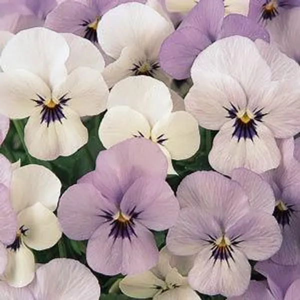 Hovedbilde Viola cornuta Sorbet XP YTT Babyface. Stemor - ...