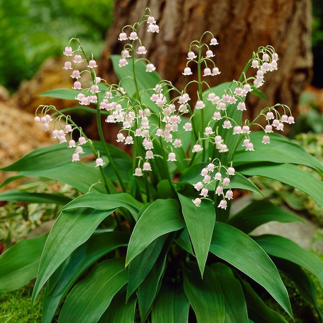 Hovedbilde Convallaria majalis Rosea. Liljekonvall - 1 rot