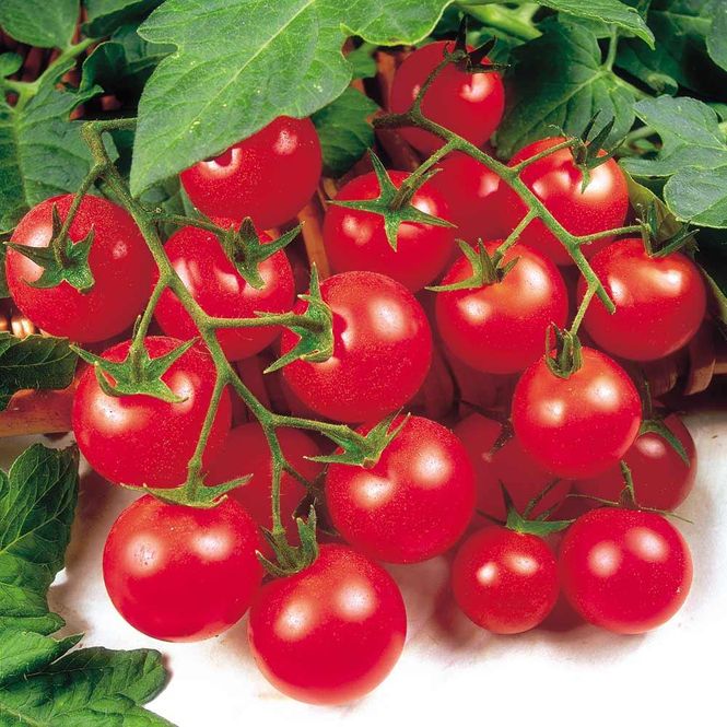 Hovedbilde Tomat / frilandstomat Gardener's Delight -Frø- 