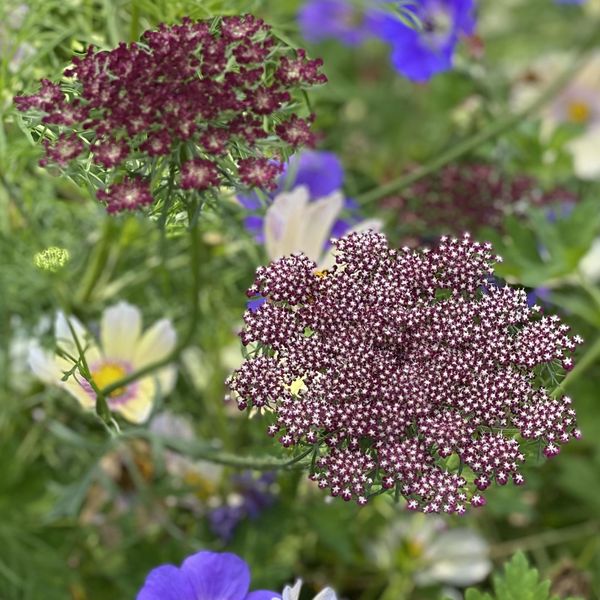 Bilde av Daucus carota Dara - Gulrotblomst - Frø -