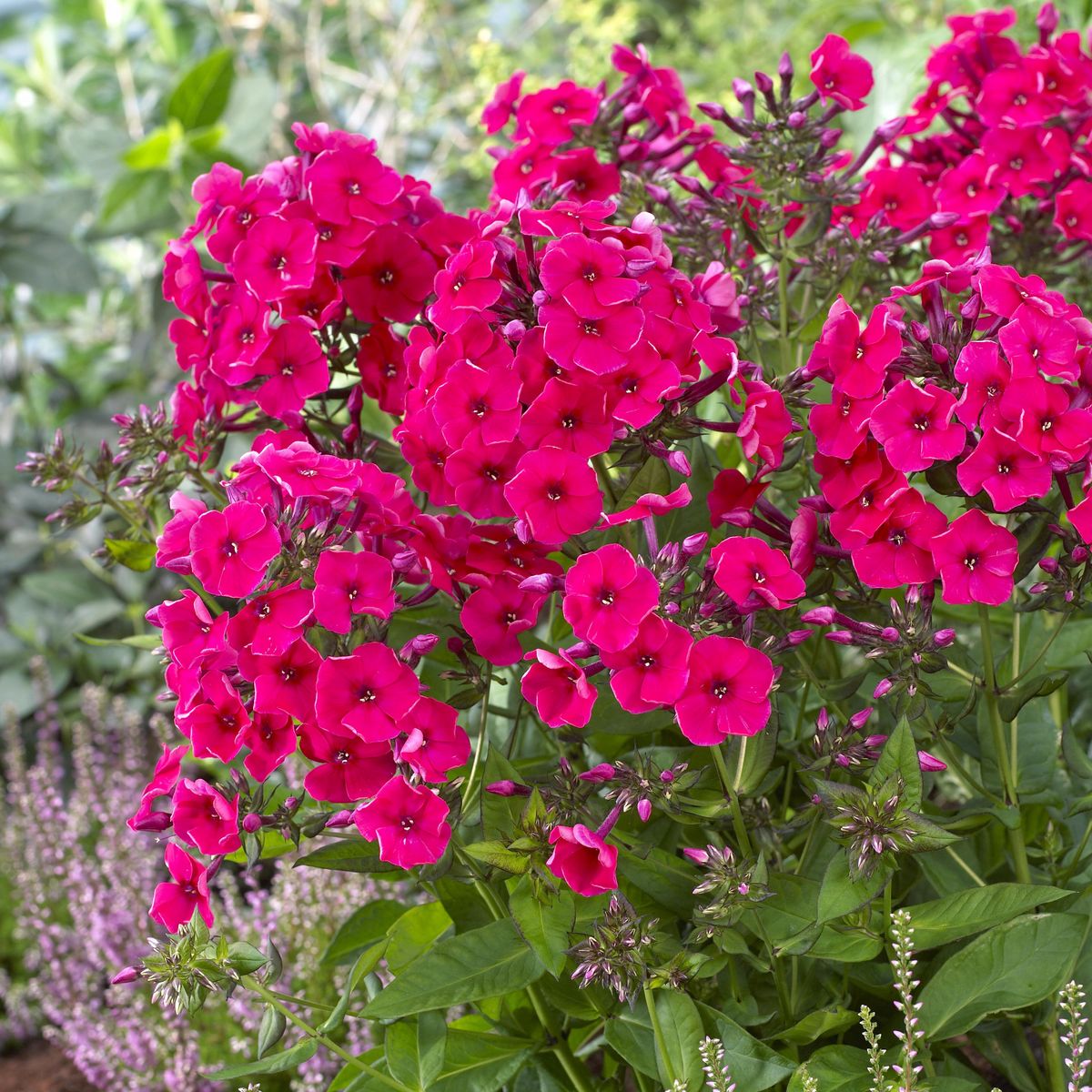 Phlox Paniculata Red. Høstfloks - 5 røtter
