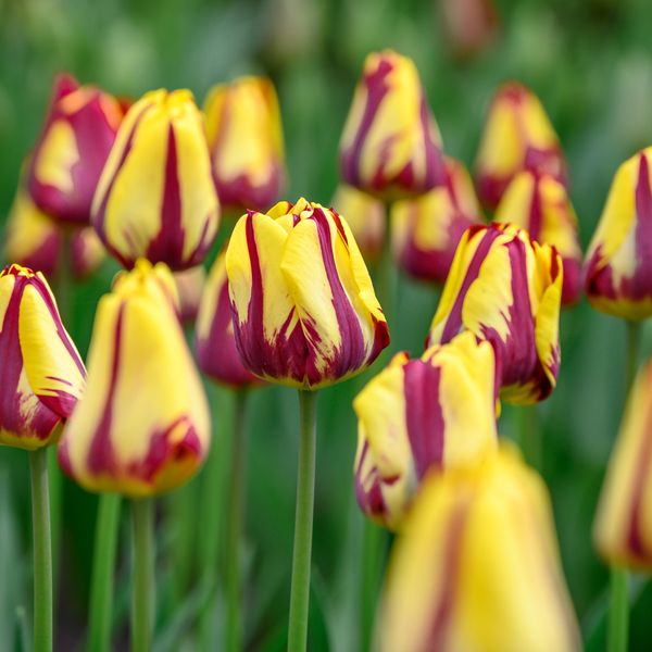 Hovedbilde Tulipan Helmar - 6 løk