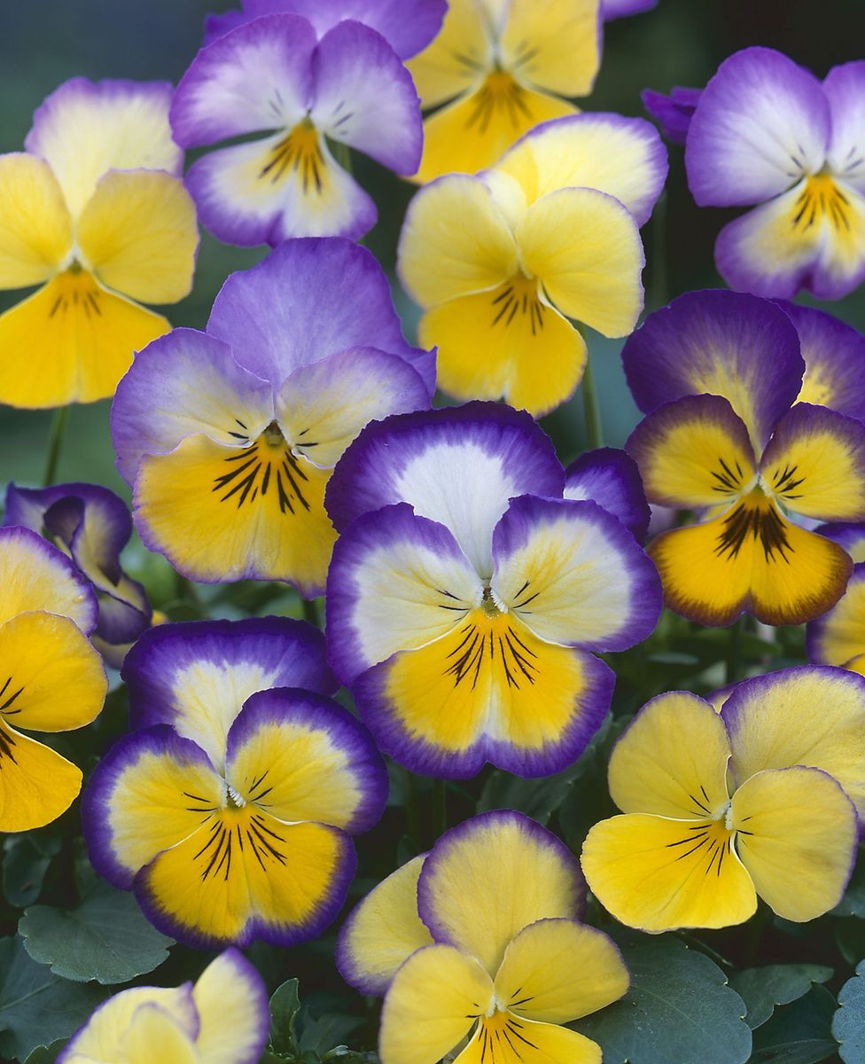 Viola wittrockiana Floral Days Cool Summer Breeze. Stemor -Frø-