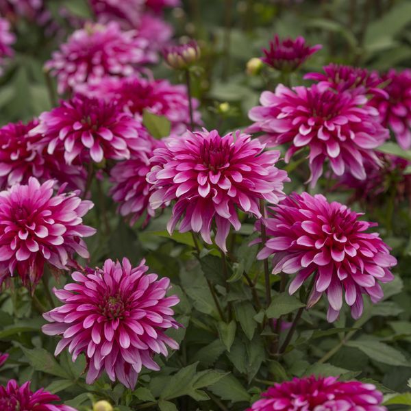 Hovedbilde Dahlia Gallery Art Nouveau - 1 knoll