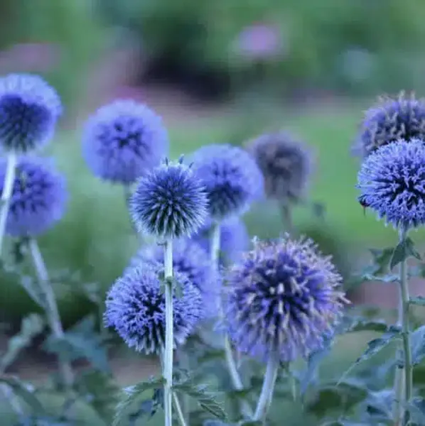 Hovedbilde Echinops bannaticus Blue Glow. Blå kuletistel ...