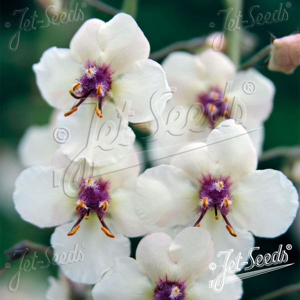 Hovedbilde Verbascum blattaria f. albiflorum White Blush ...