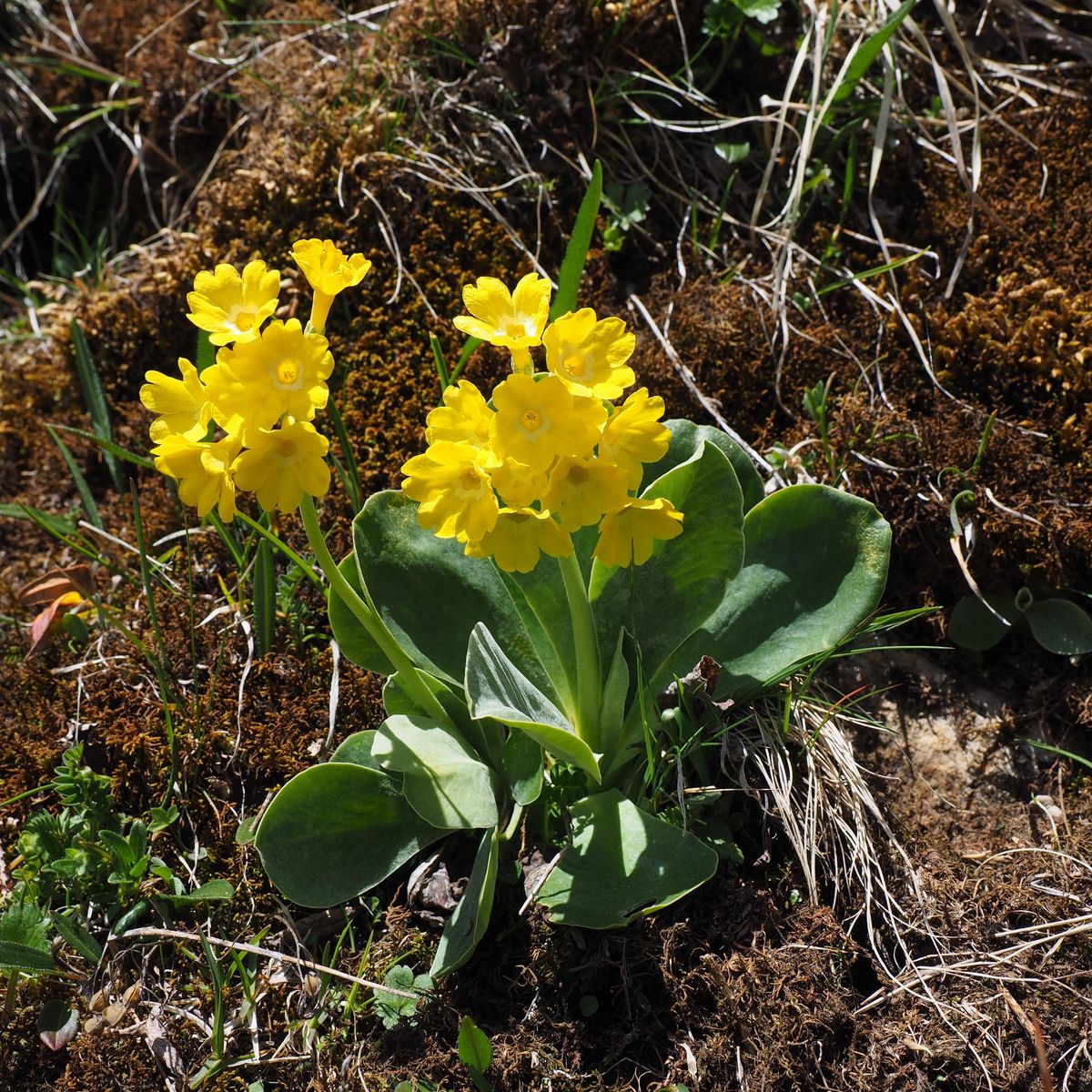 Primula auricula -Frø-