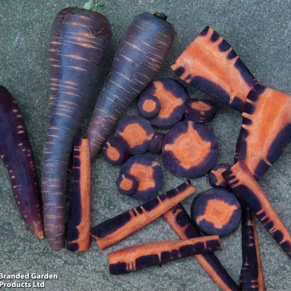 Hovedbilde Gulrot Purple Haze F1 -Frø-
