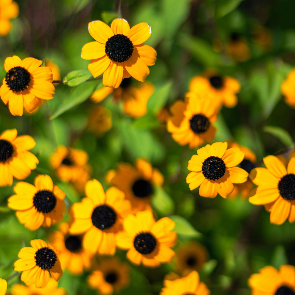 Rudbeckia triloba Blackjack Gold -Frø-