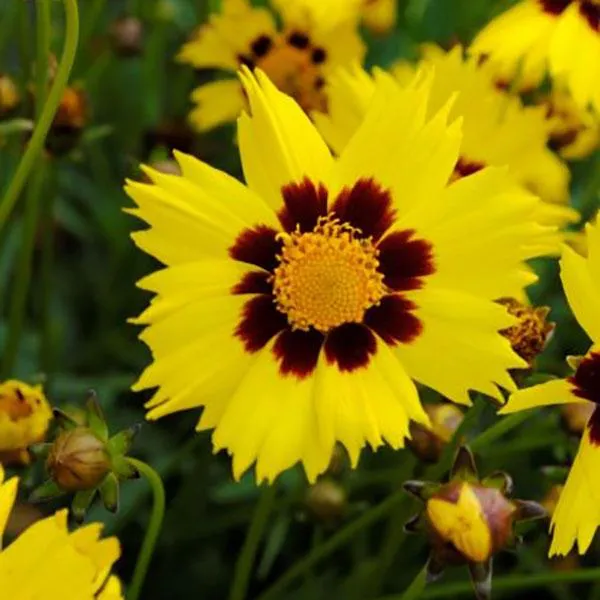Hovedbilde Coreopsis Sunfire -Frø-Kransvakkerøye