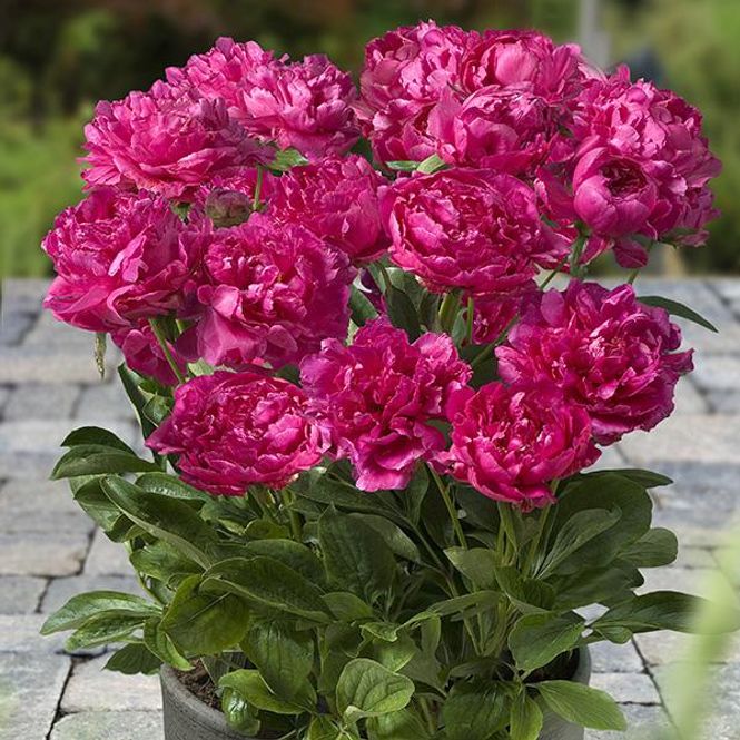 Hovedbilde Paeonia lactiflora London. Silkepeon - 1 rot