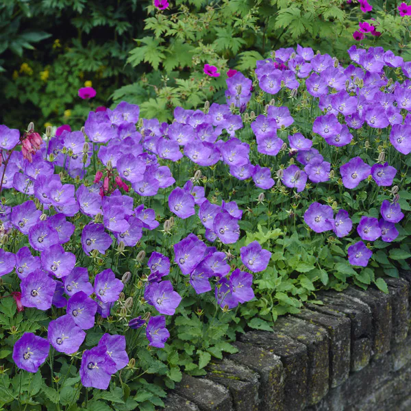 Hovedbilde Campanula carpatice Blue Uniform -Frø- ...