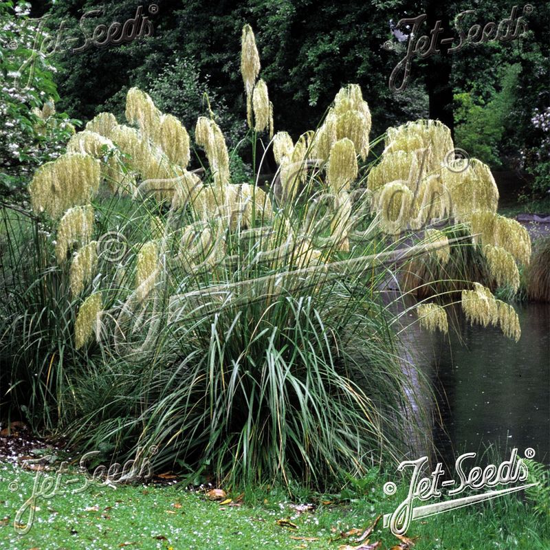 Cortaderia richardii Pampasgress - Frø -