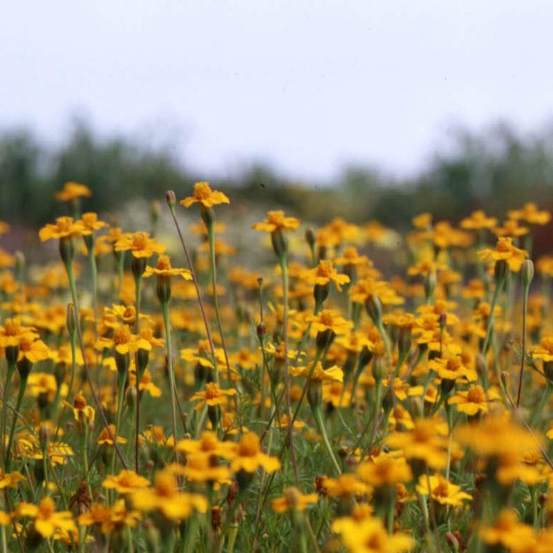 Tagetes -Frø- Insektsbekjempelse