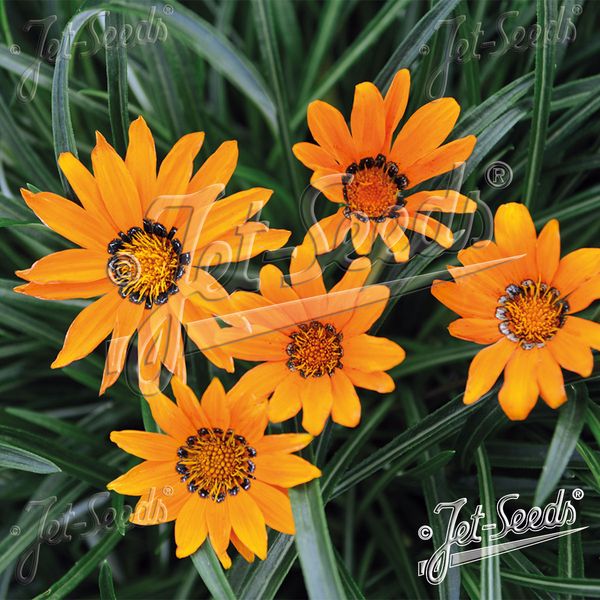 Hovedbilde Gazania krebsiana Tanager. Påfulblomst- Frø -