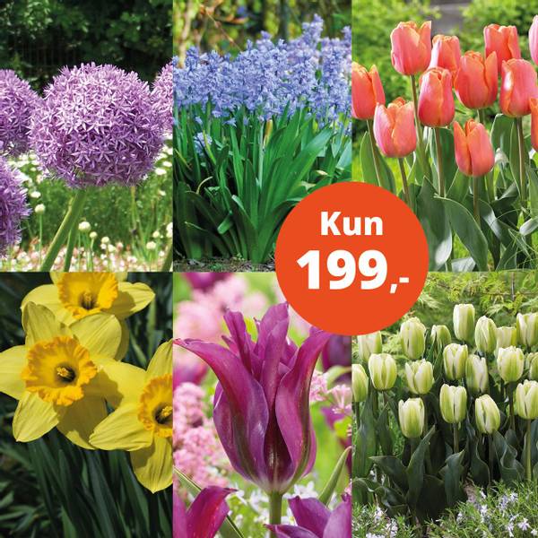 Bilde av Pakketilbud, 68 løk - kun 199,-