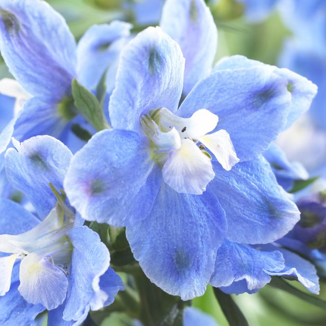 Hovedbilde Delphinium belladonna Cliveden Beauty. ...