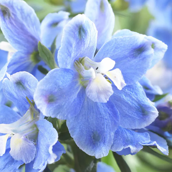 Hovedbilde Delphinium belladonna Cliveden Beauty. ...
