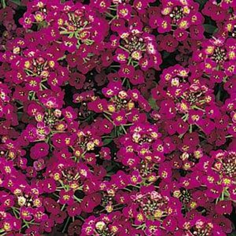 Alyssum maritima Easter Bonnet Violet – Frø – Dodre