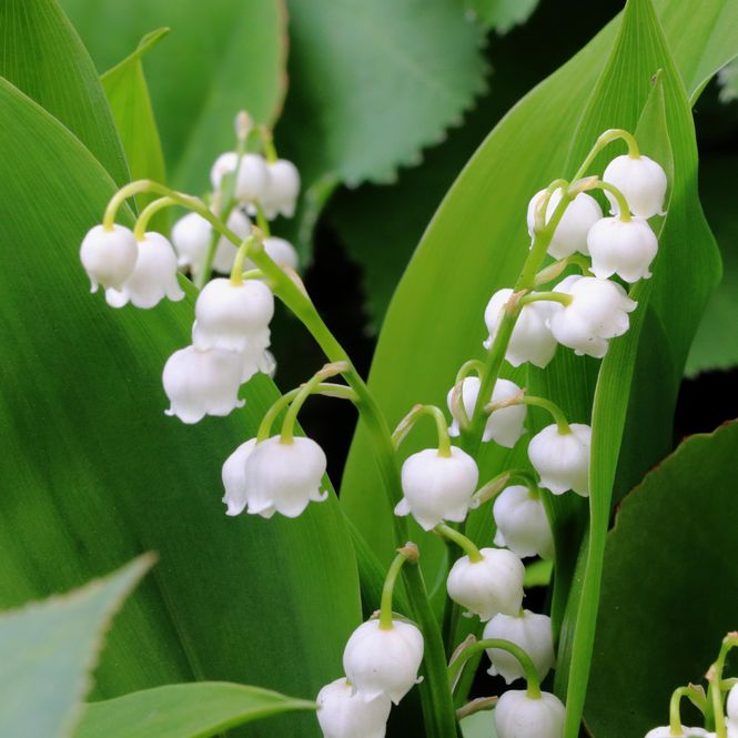 Hovedbilde Convallaria majalis. Liljekonvall, hvit. 3 røtter