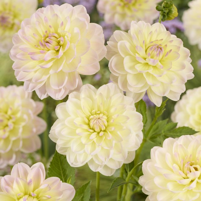 Hovedbilde Dahlia Sandia Serenity - 1 knoll 