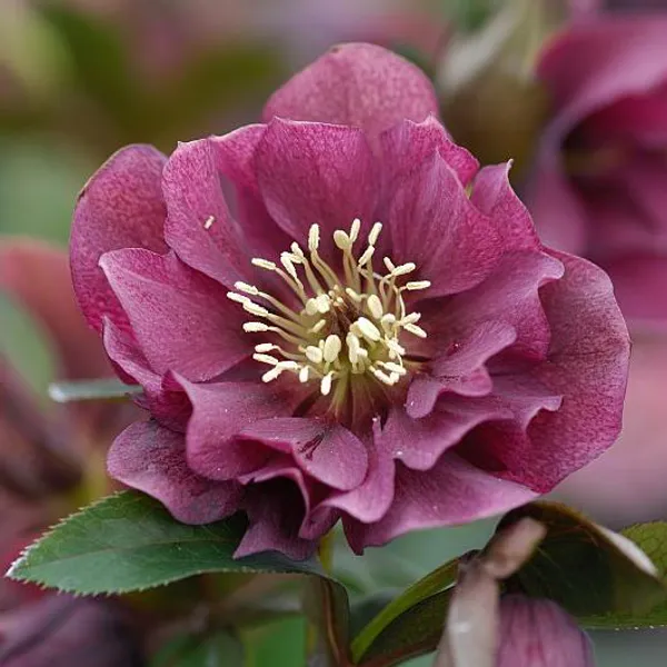 Hovedbilde Helleborus orientalis Double Ellen Red. Julerose  ...
