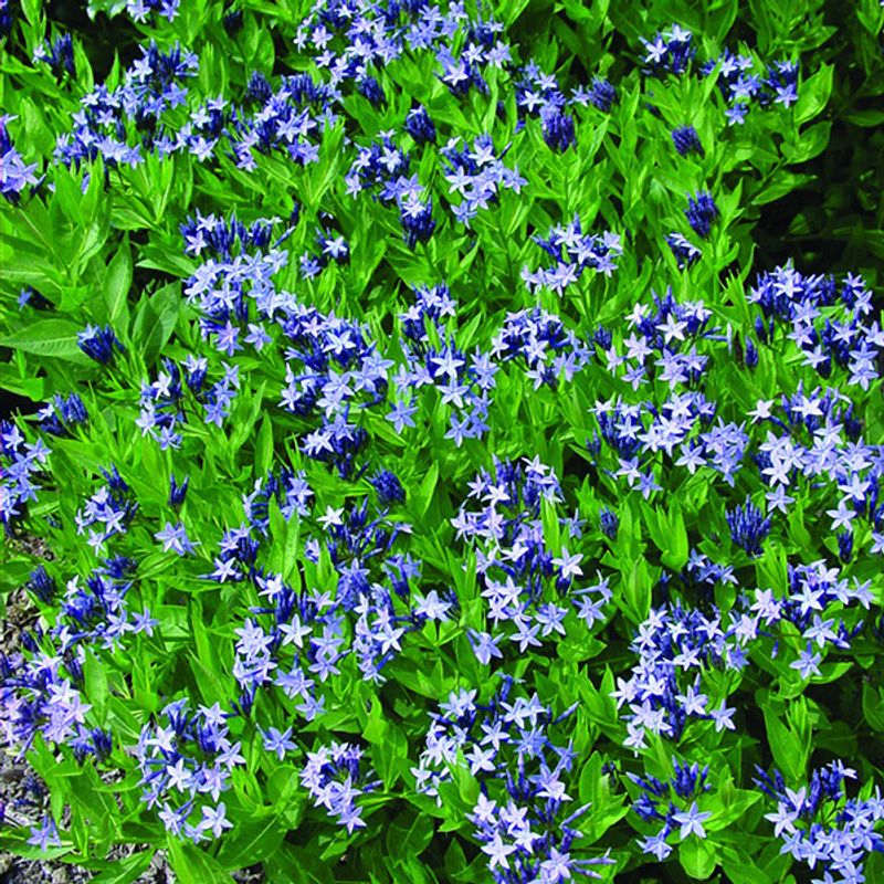 Amsonia Blue Ice - 1 rot