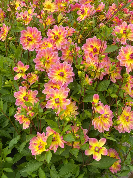 Hovedbilde Dahlia Pacific Ocean - 1 knoll