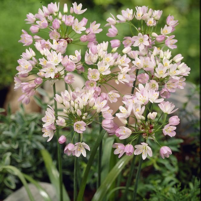 Hovedbilde Allium Roseum - 25 løk