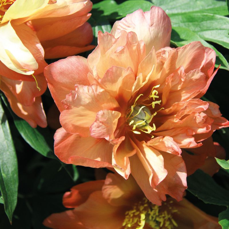 Paeonia Itoh Hybrid Orange Victory. Edelpeon  1 rot