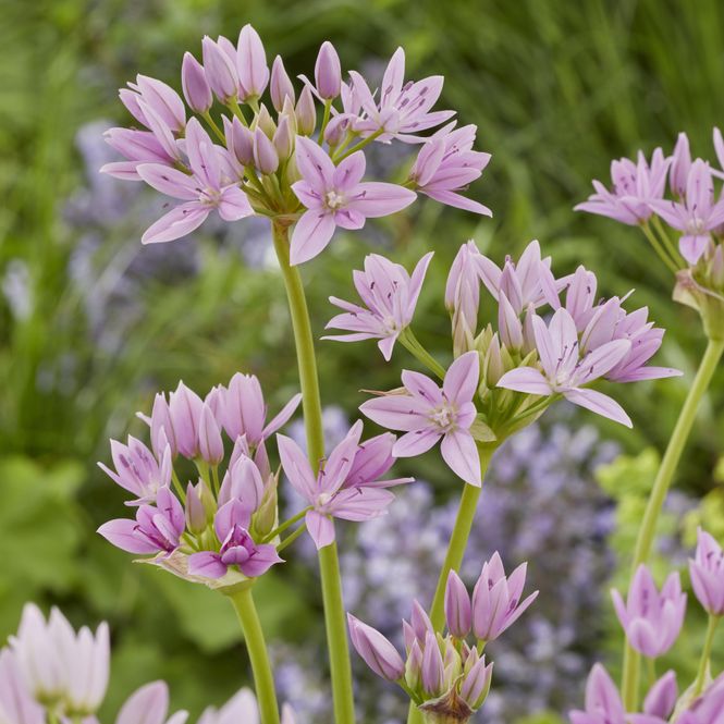 Hovedbilde Allium Eros. 6 løk.