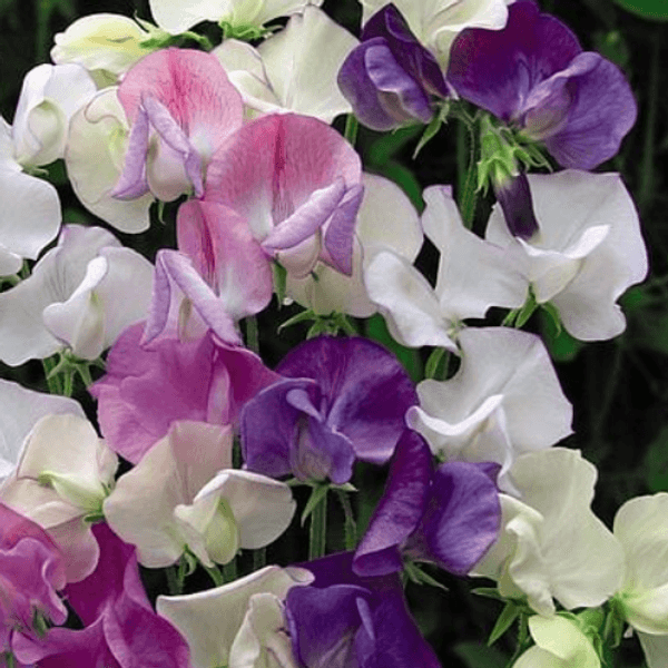 Hovedbilde Lathyrus odoratus Scent Infusion. Blomsterert ...