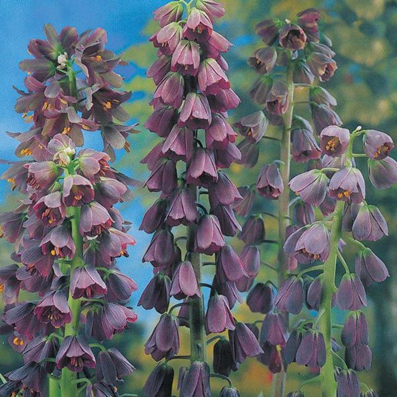 Fritillaria Persica - 1 løk 