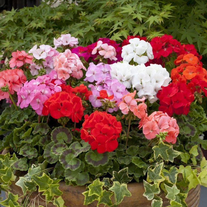 Pelargonium hortorum Horizon Mix -Frø-
