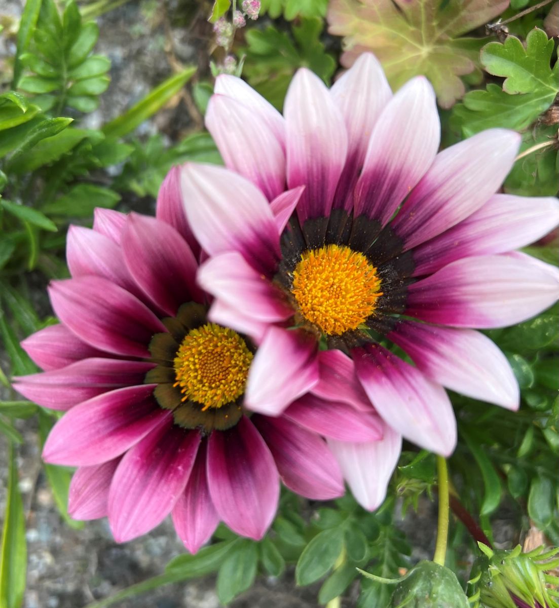 Gazania rigens New Day Pink Shades -Frø- Påfuglblomst