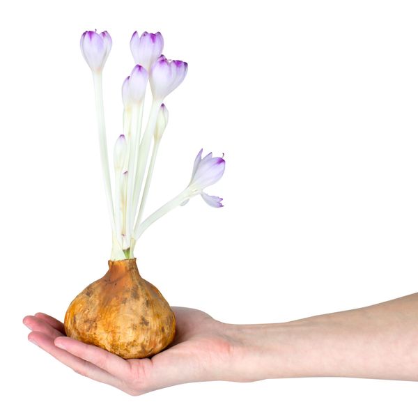 Hovedbilde Colchicum speciosus The Giant. Tidløk - 1 løk
