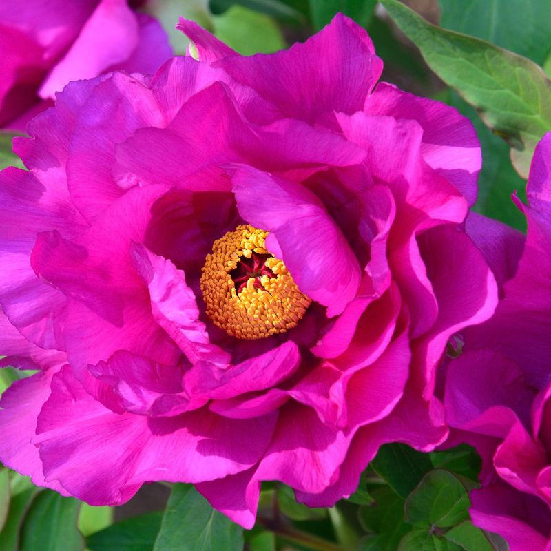 Paeonia itoh hybrid Purple Sensation. Edelpeon  1 rot
